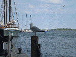 CANADA 2005 - 020.gif